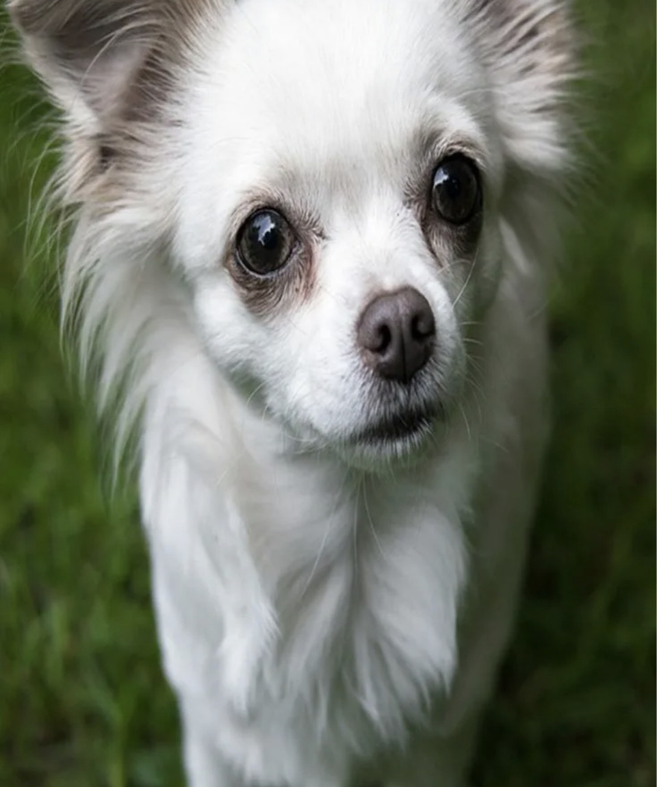 Очень похожая собака из интернета 