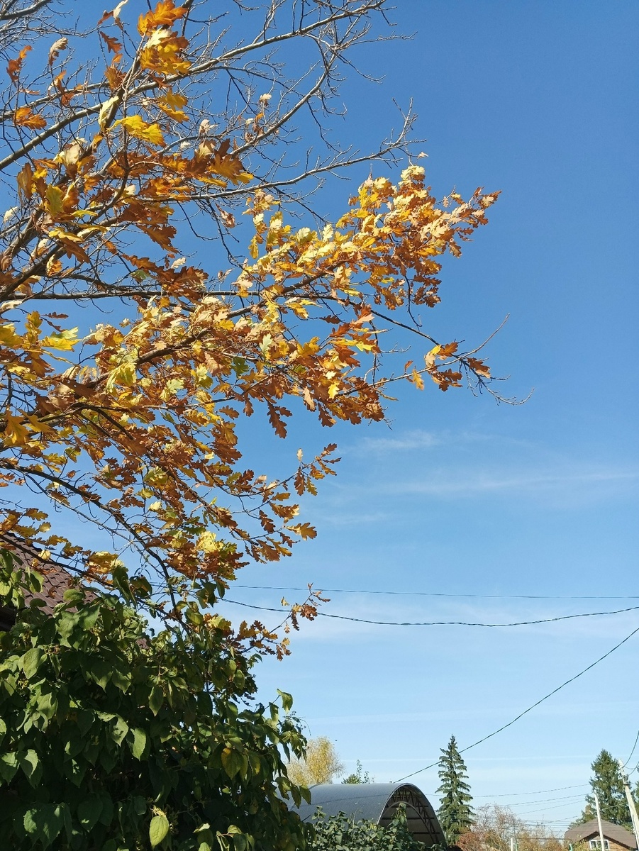 Дуб златой сам, без цепи)