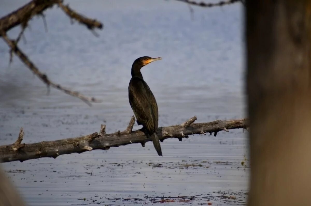    В Сибири уже не первый год думают, как отрегулировать возросшую численность бакланов.