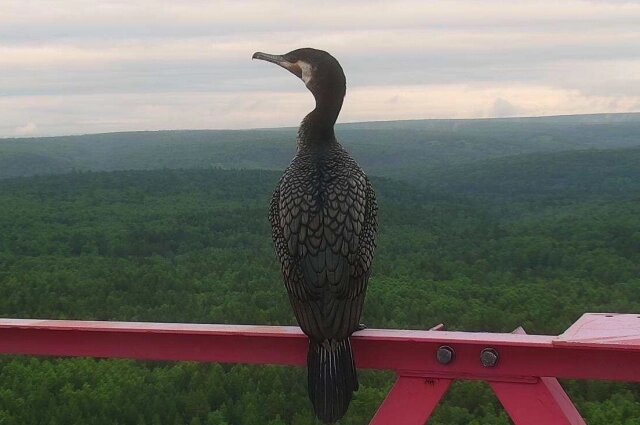    Единственный серьезный конкурент баклана — рыбаки. Фото: КГАУ "Лесопожарный центр"