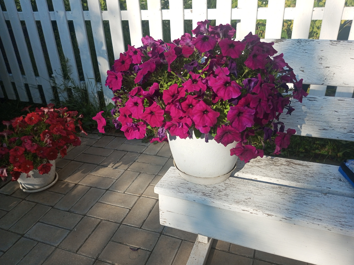 Петунии прекрасные цветы. Фото автора.