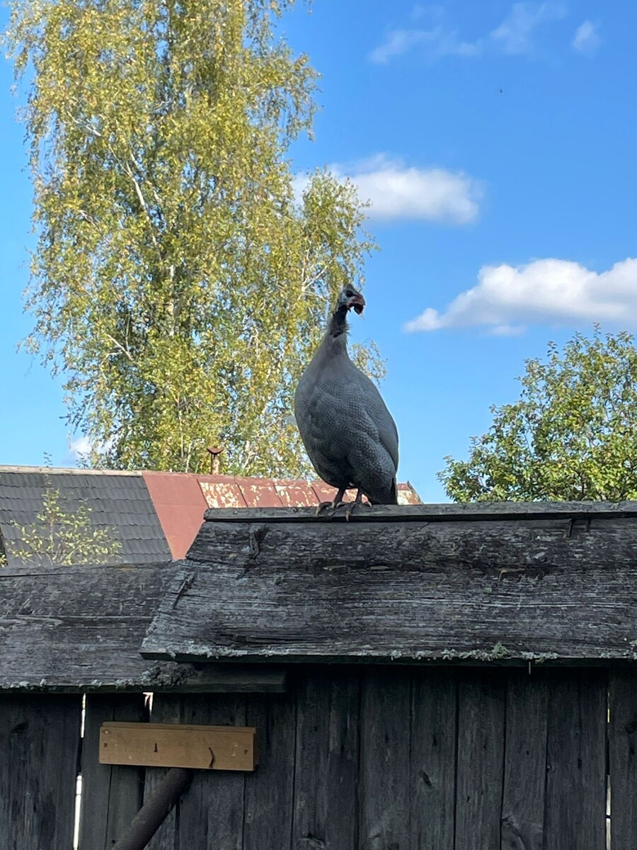 Не курочка, правда. Цесарка. Фото Сунгатуллиной Д.И.