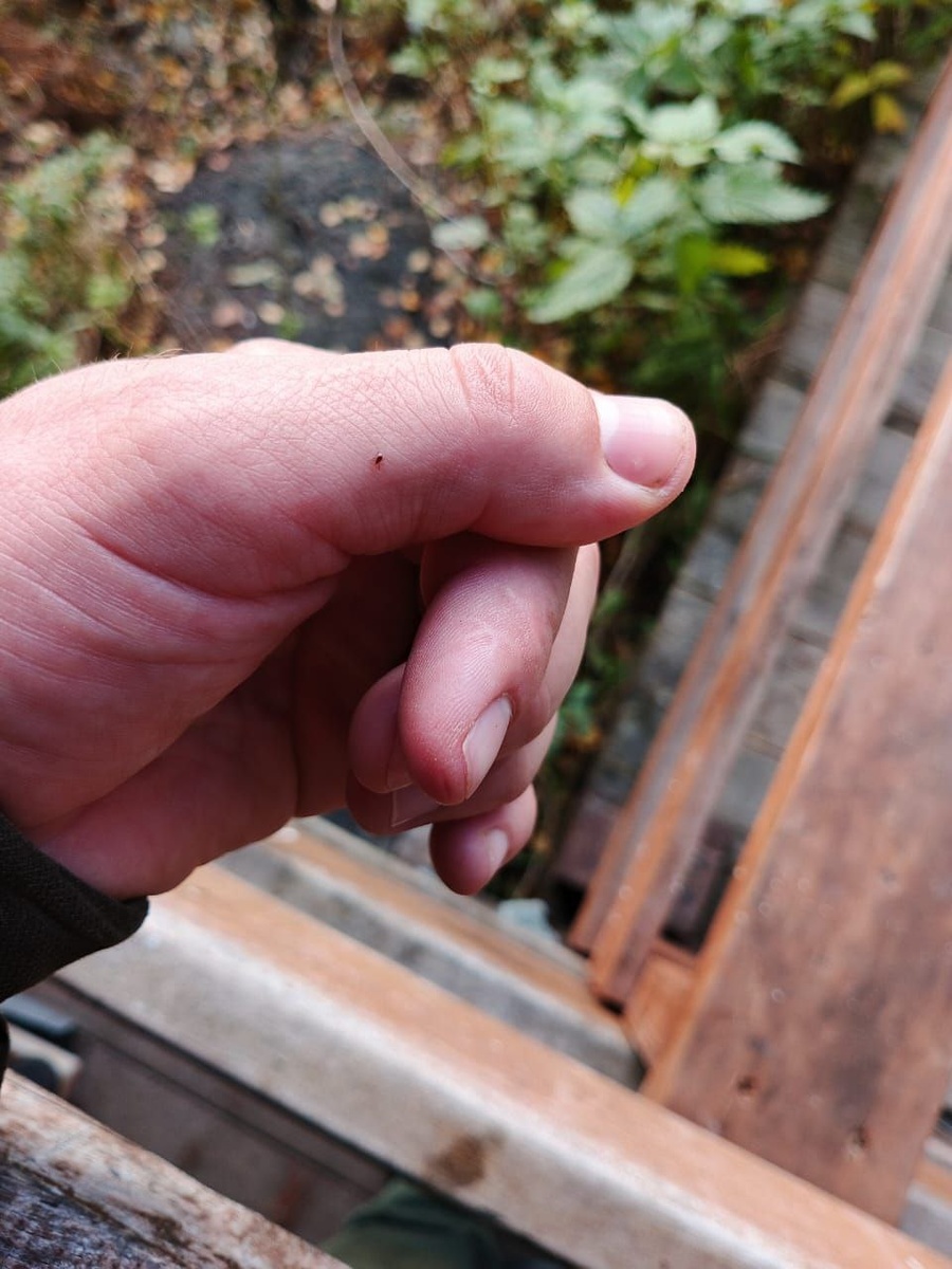 Нимфа таежного клеща. Фото Артема Волошина