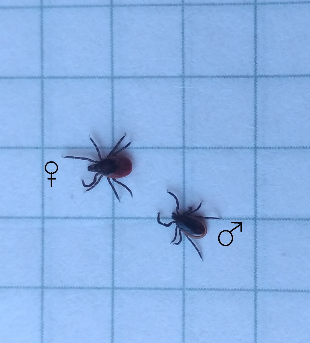 Взрослые особи Ixodes persulcatus (Таежный клещ). 
Фото Елены Чертковой ♀ самка; ♂ самец
