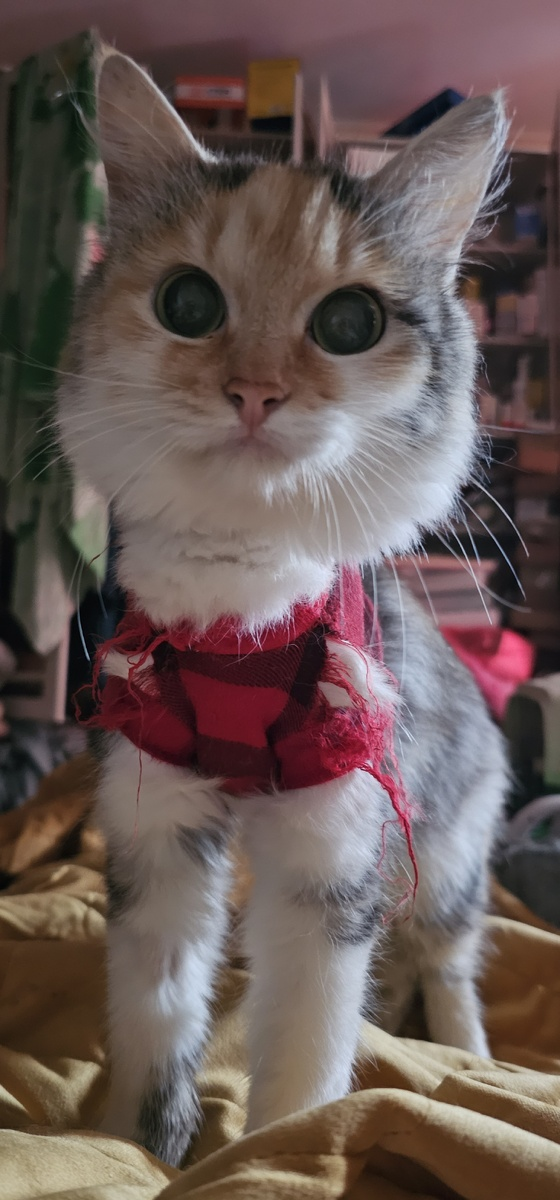 Фасолька, инвалид по дыханию, болеет ФИП