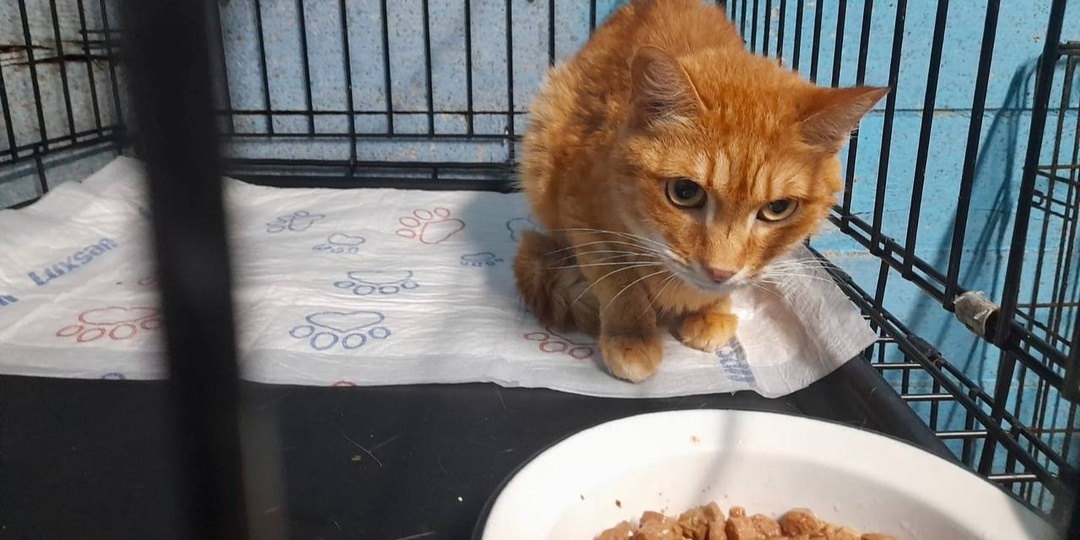 В Новосибирске живодеры жестоко избили рыжего кота из-за куска курицы