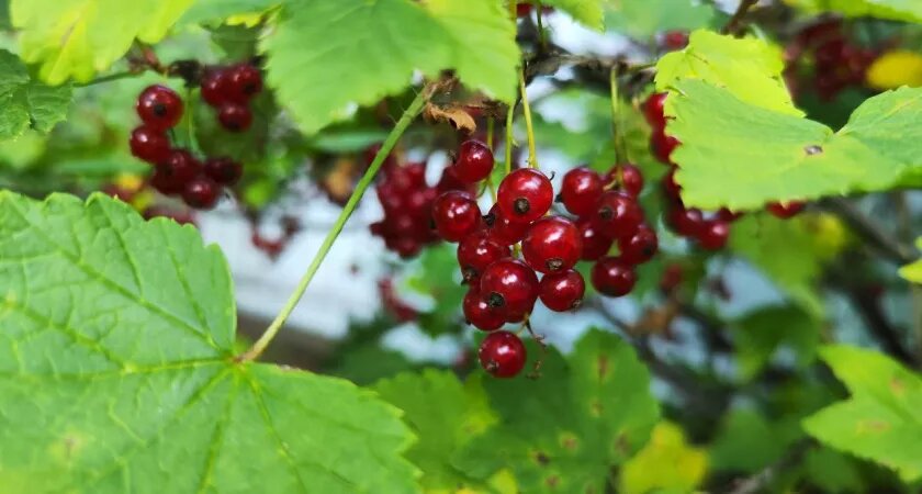    Моя смородина сладкая как конфеты: подкармливаю в конце сентября — и ягоды крупные до зимы