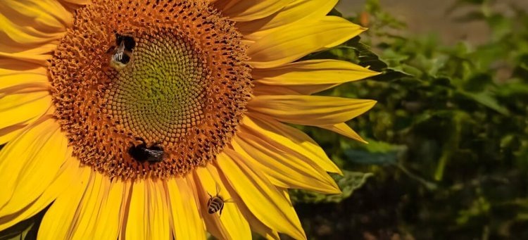    Фото: Valentina Vey