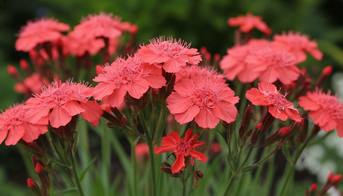    Осенью сею неубиваемый многолетник - весной получаю яркий ковер с алыми шапками