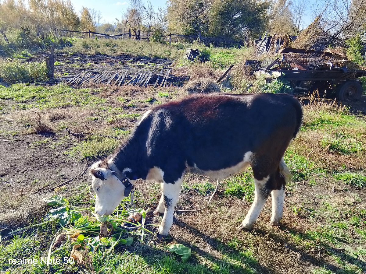 Вот такой она выросла. Ей шесть месяцев.