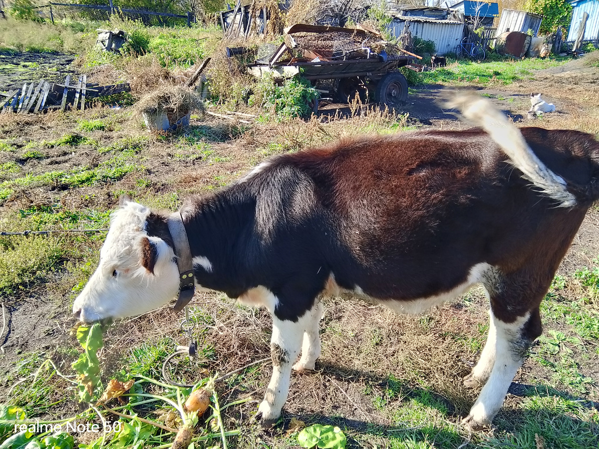 Свёклу кормовую ест.