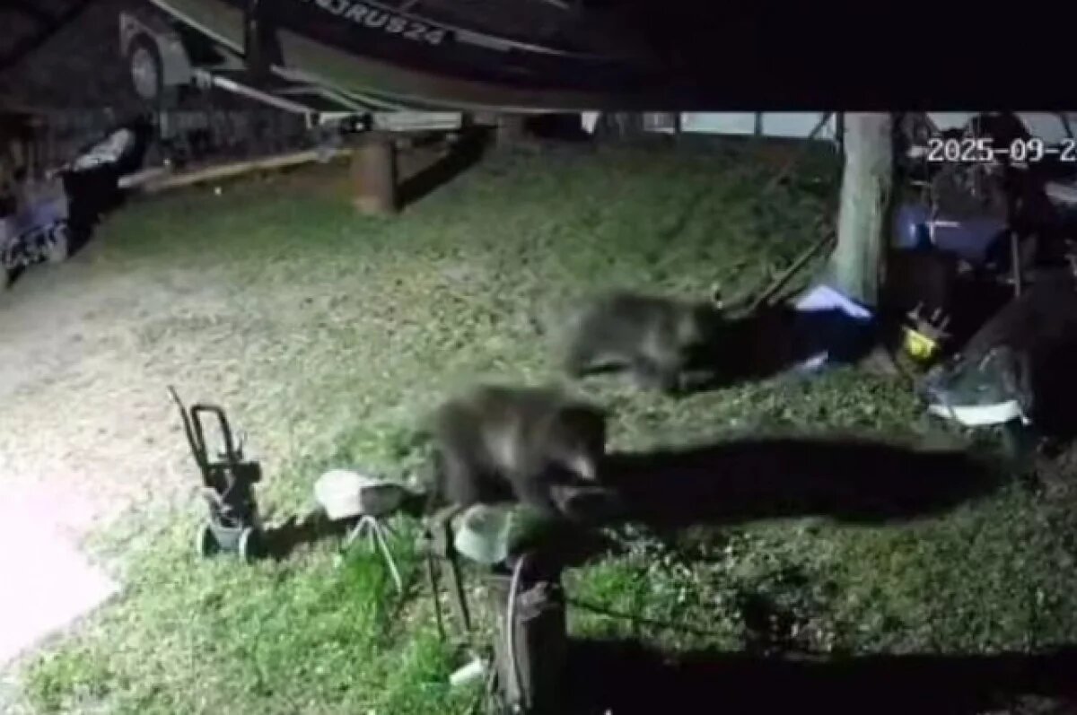    Под Красноярском заметили медведей, гуляющих по дворам