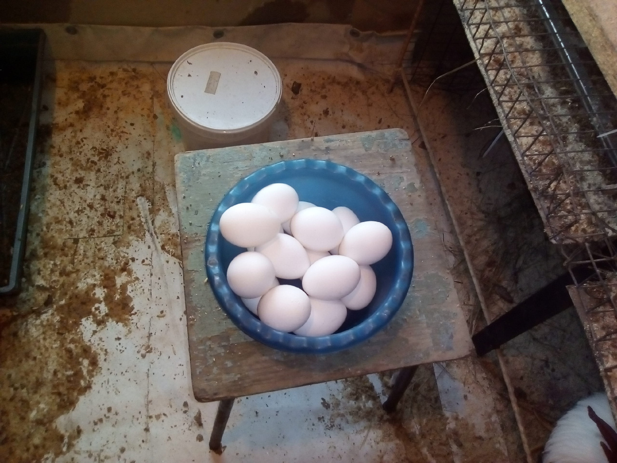 Чистые яички из чистой клетки.