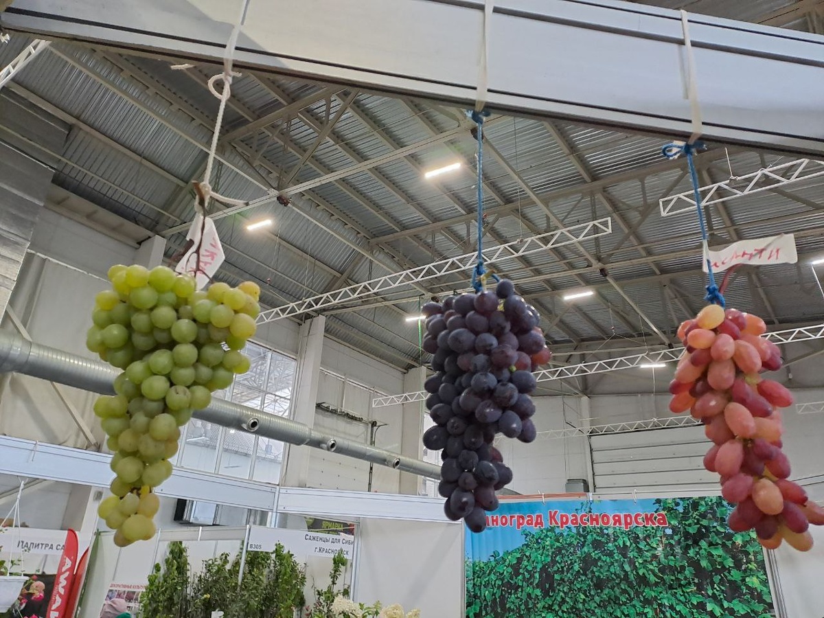    Фото: sibnovosti.ru