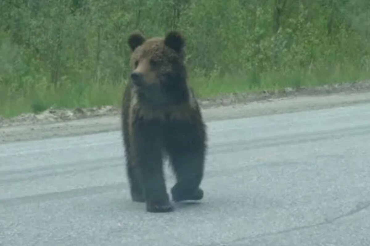   Жители Пермского края заметили в центре города медведя, бегущего по улице