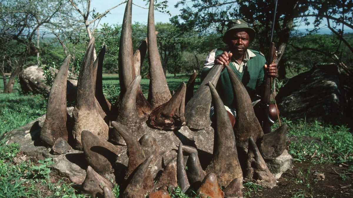 То, что должно было защищать, стало причиной истребления. Цена «целебного» рога на черном рынке — жизнь целого вида. 