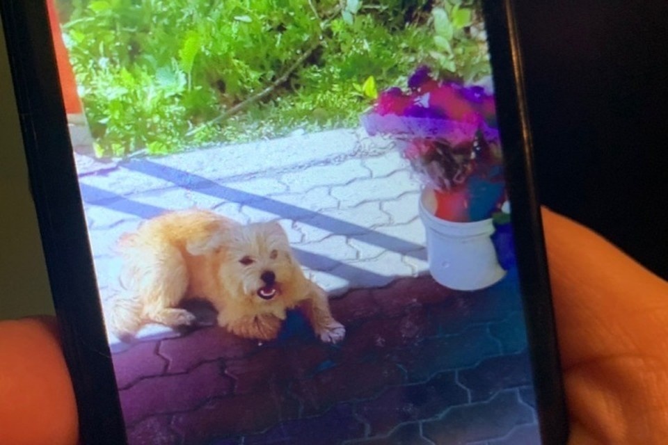 Собачку звали Мика, ей было всего шесть месяцев. 