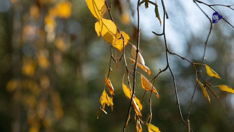      Фото: Валерия Алтухова / / ИА «Победа26»