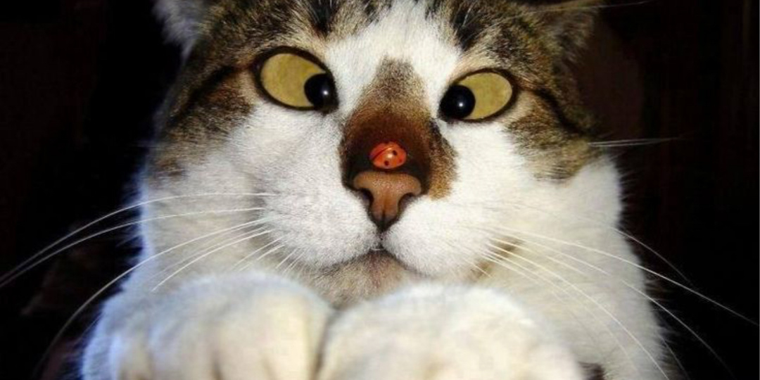 5 странных привычек кошек, которые на самом деле спасают им жизнь