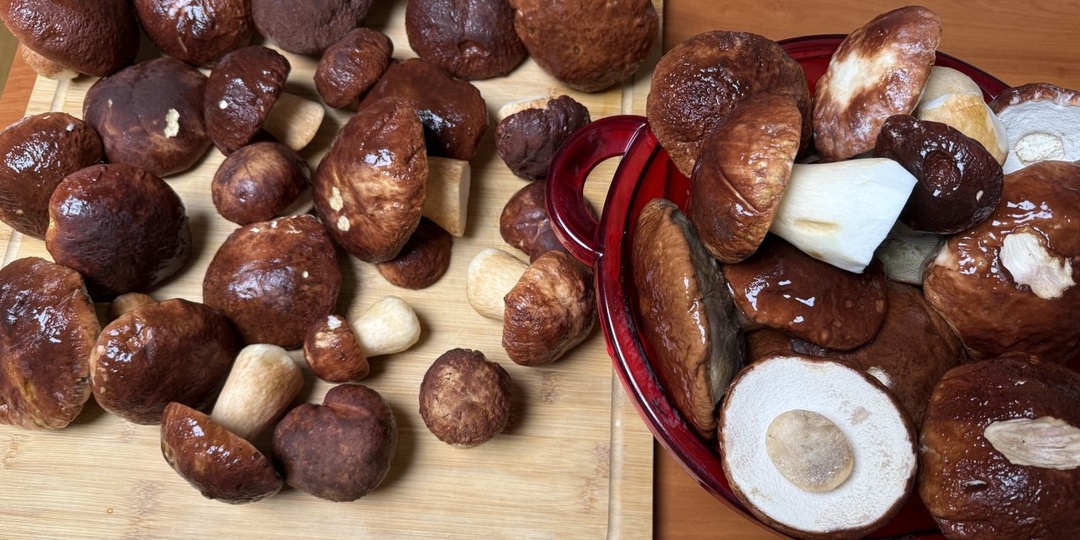 Грибная икра на зиму: из каких грибов лучше готовить