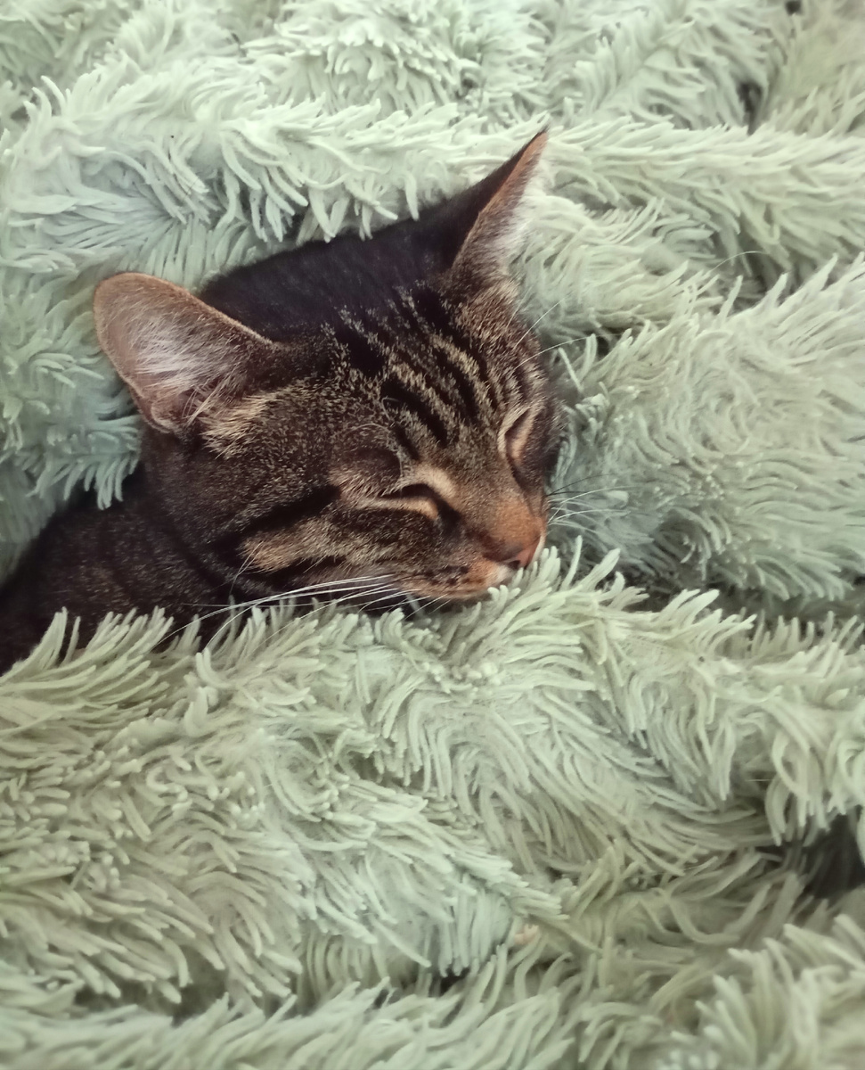 Спит Смурфик после прогулки