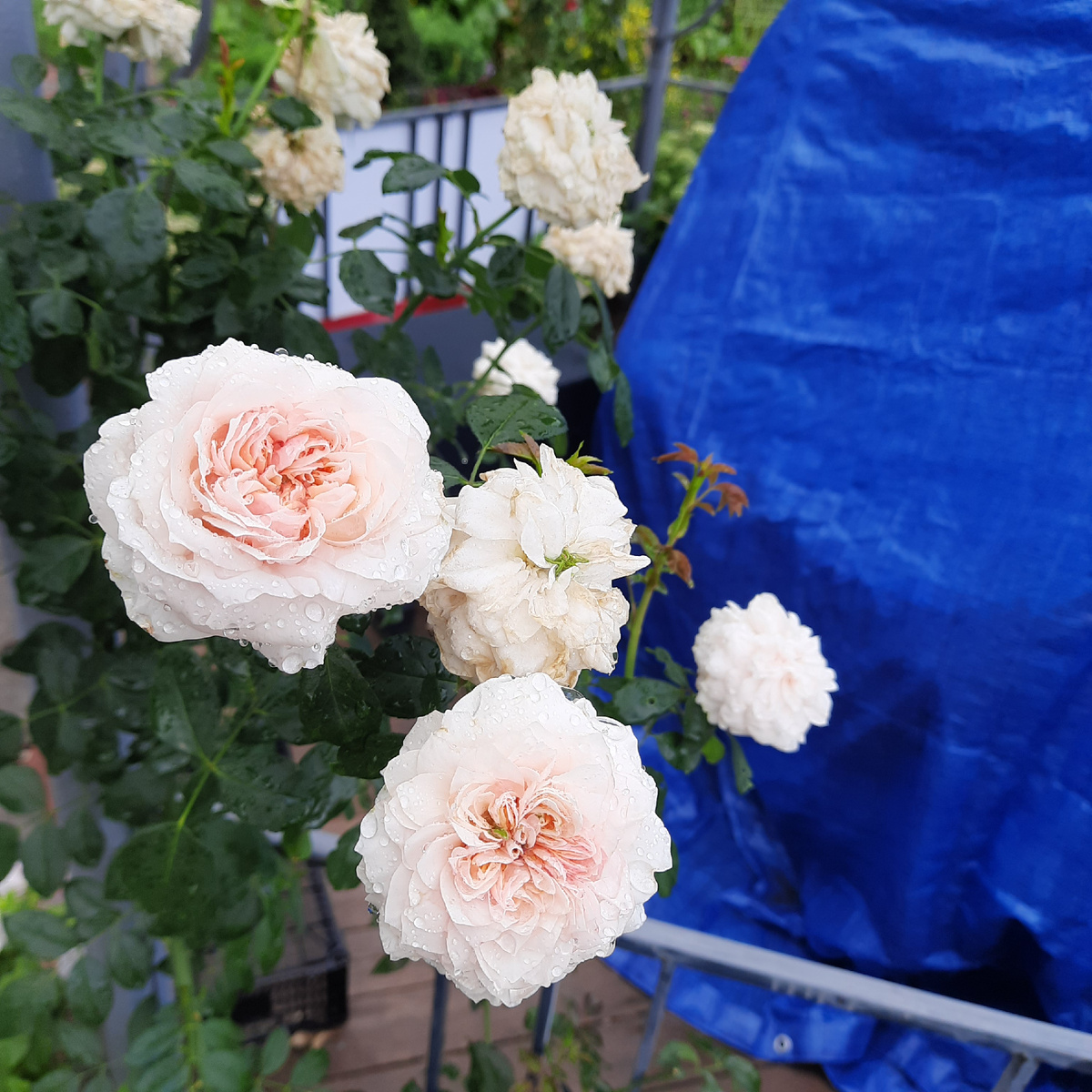 Роза Сабина