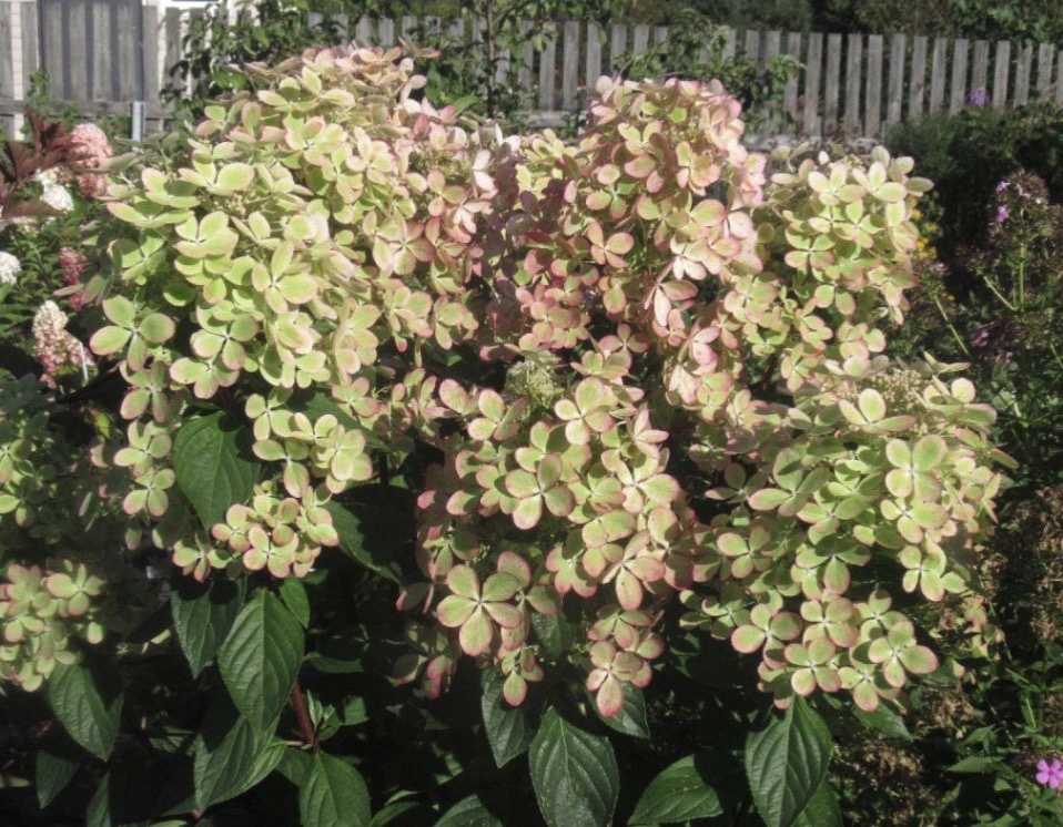 Пастель грин взрослый