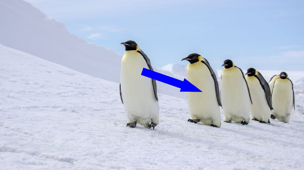    Огромный пингвин из прошлого исчез за 3 миллиона лет: что с ним произошло?