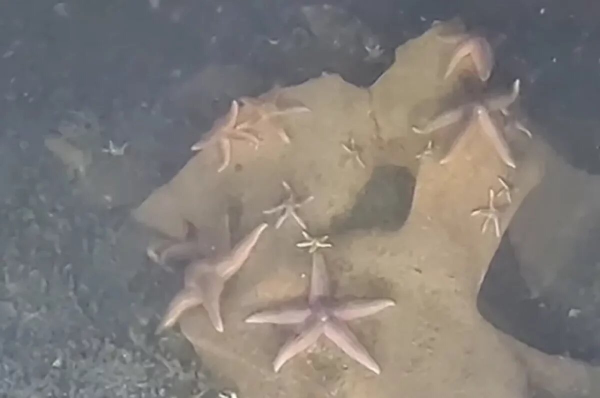    Ученые нашли в Балтийском море флору и фауну на бомбах Второй мировой войны