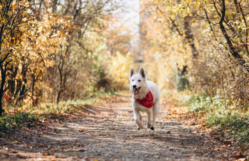 Фото: freepik / senivpetro