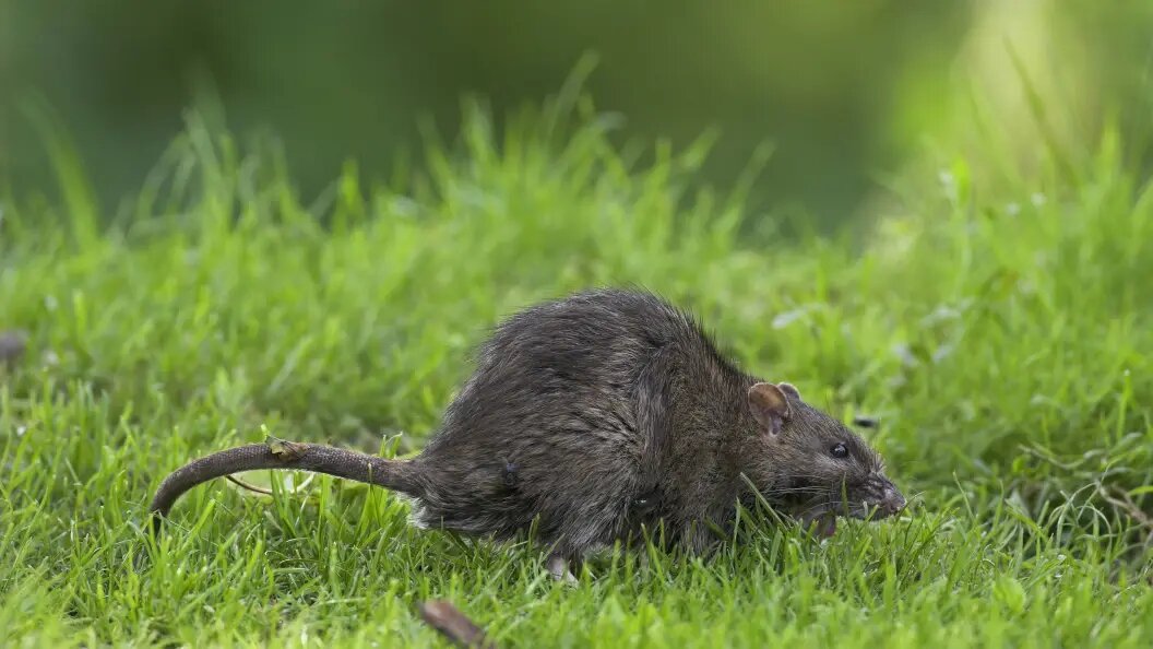    Фото: F. Hecker/blickwinkel/Globallookpress