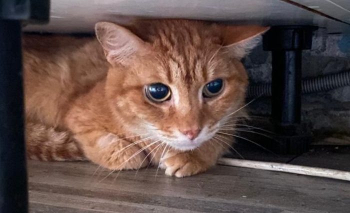 Фото предоставлено новой семье кота Сен