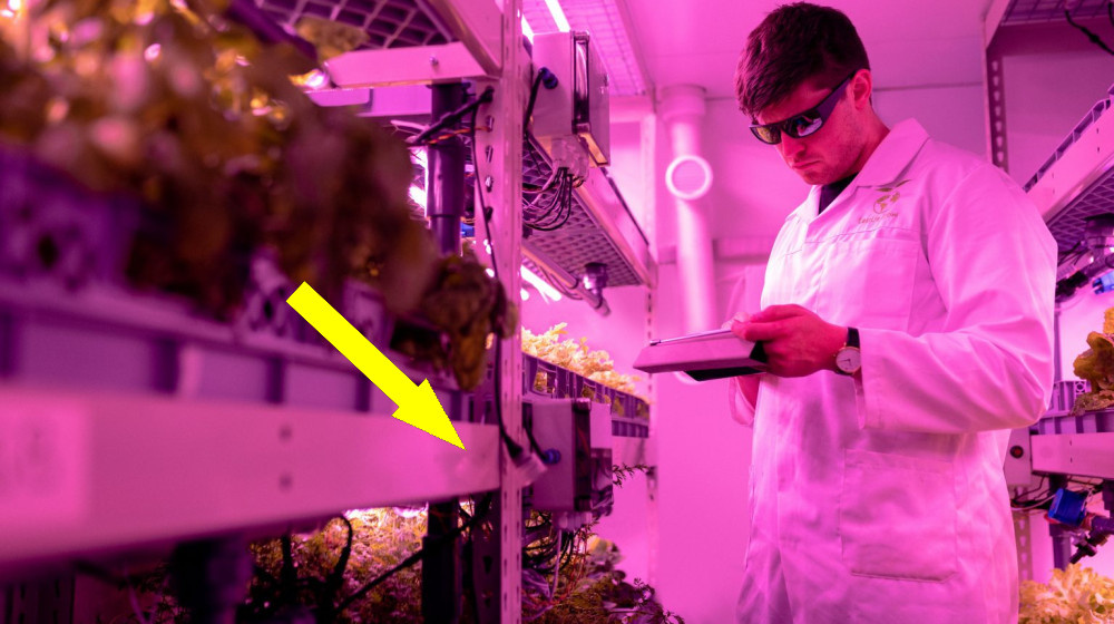    Тела без разума Китайская ферма органов, которая меняет всё