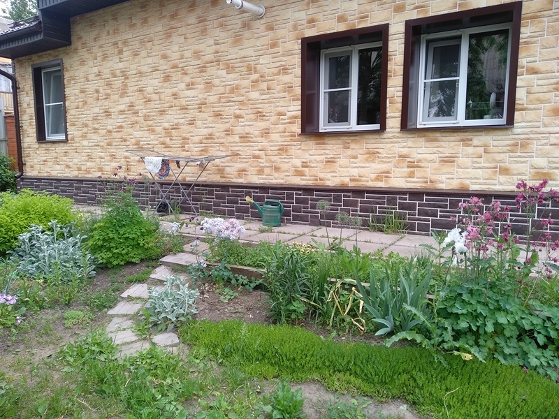 В начале лета перед цветником росла полоса едкого очитка