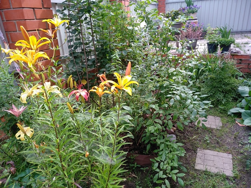 Группа лилий рядом с голубикой и иргой