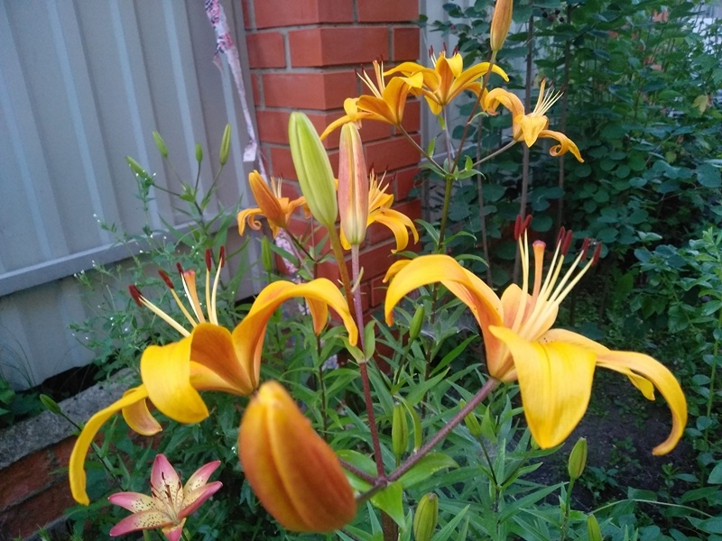 Желтые бульбоносные лилии