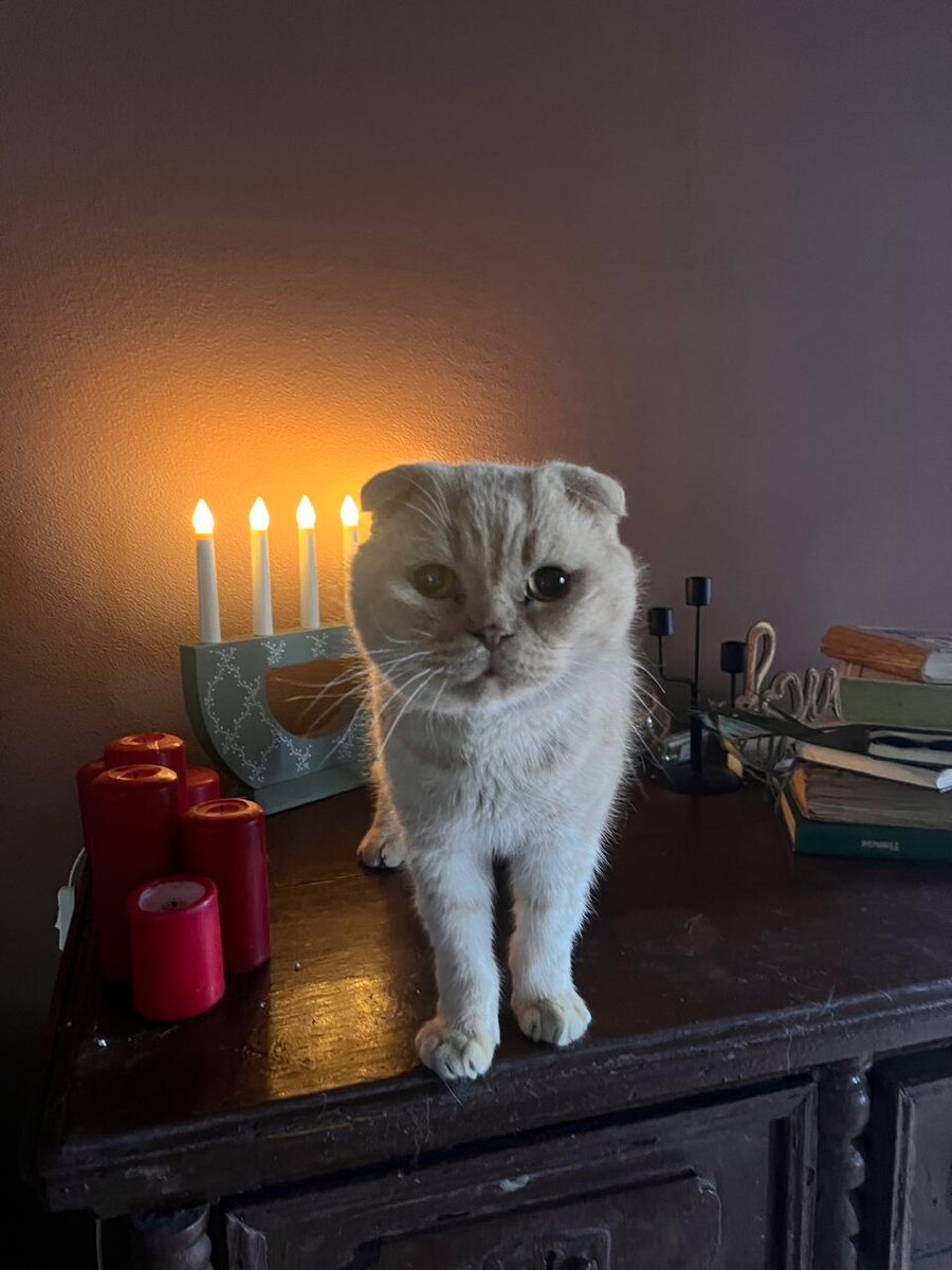 Старый Филя на ретро-комоде. 