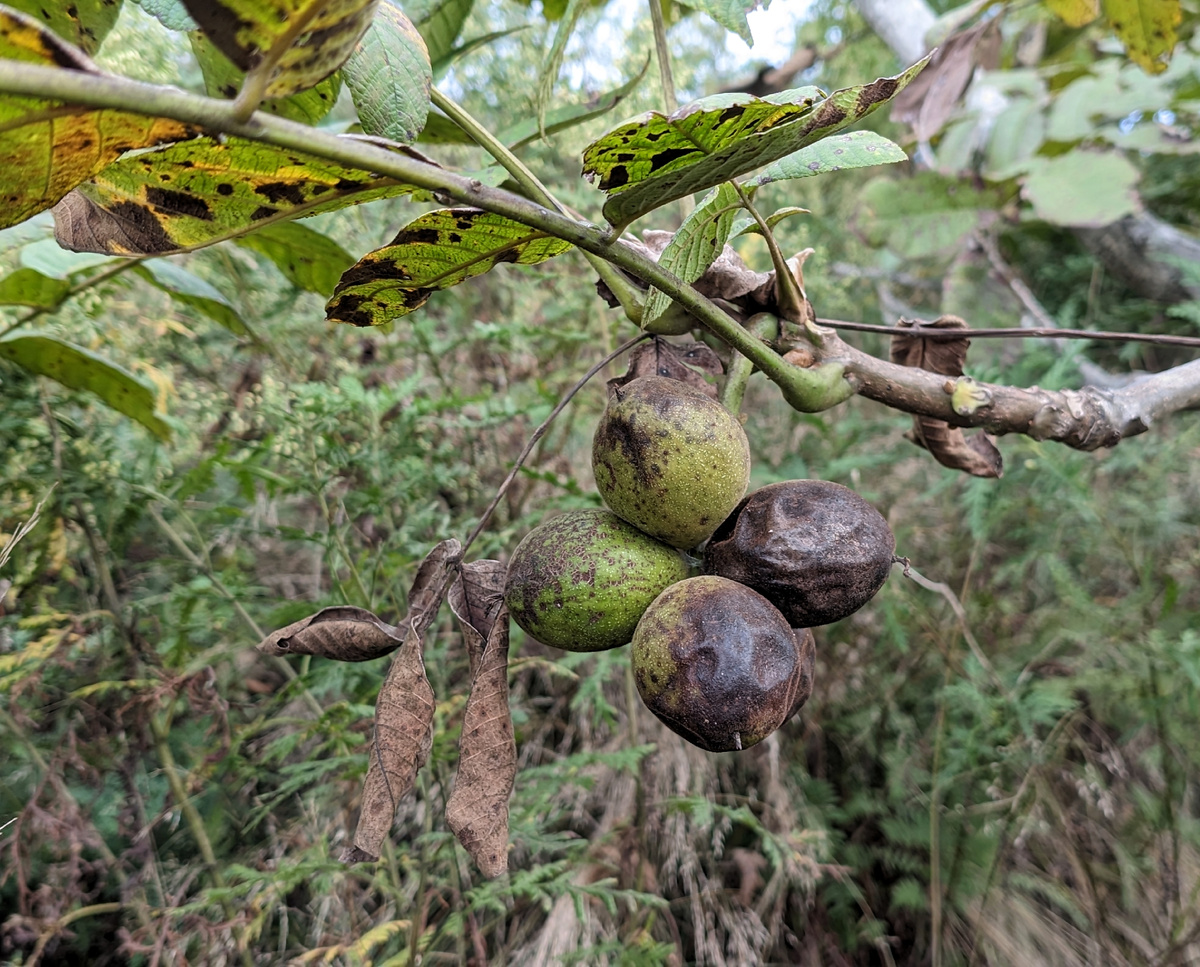 Созревшие орехи на дереве. Только руку протяни.