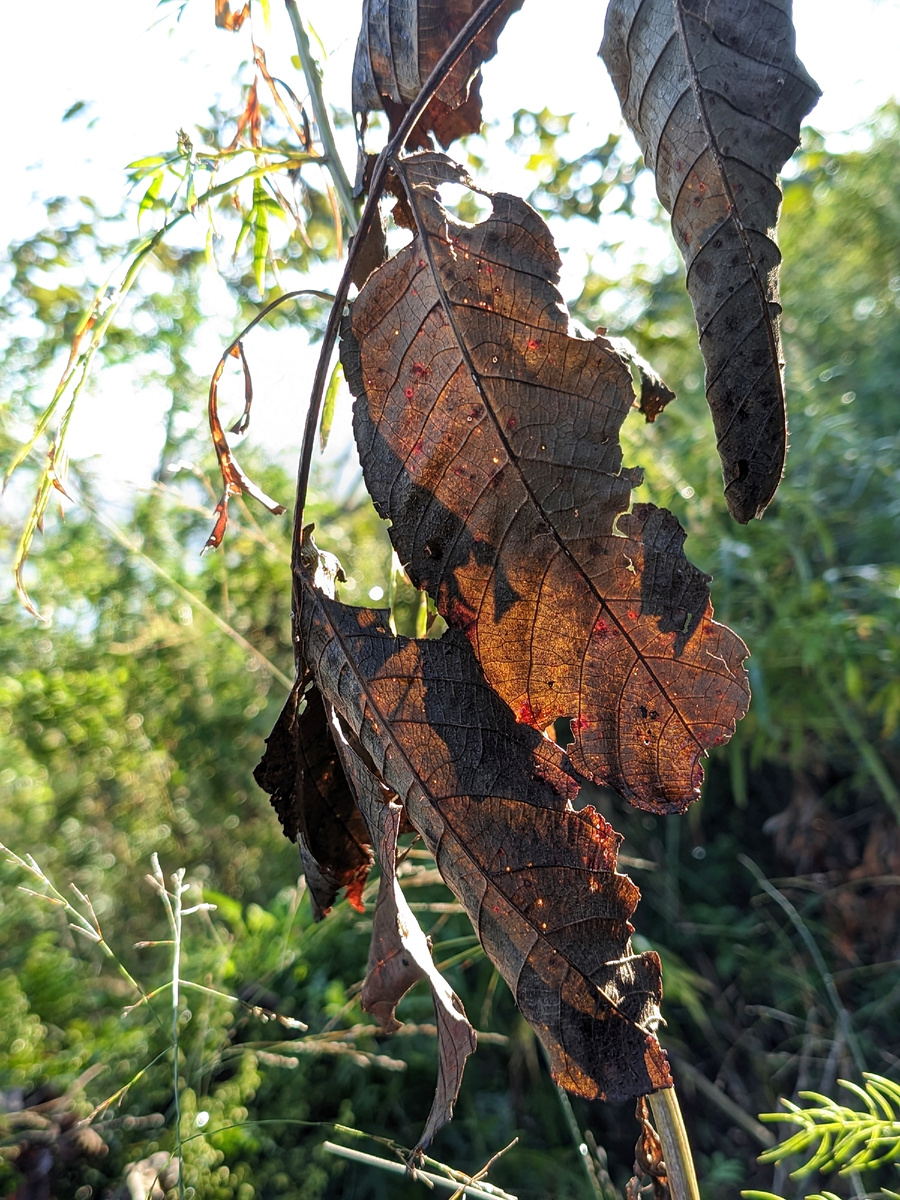 Сухие листья ореха маньчжурского. 