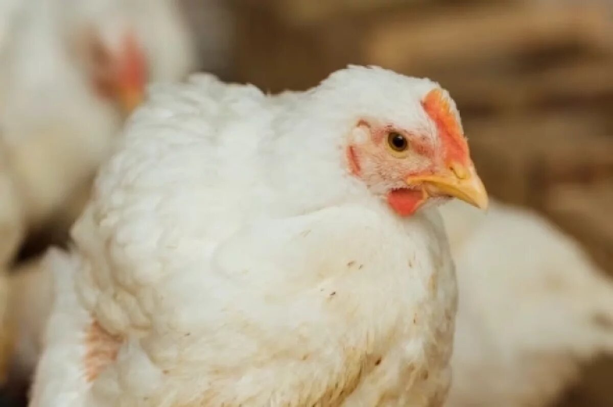    20 тонн куриных лап из Казахстана не пустили в Челябинскую область