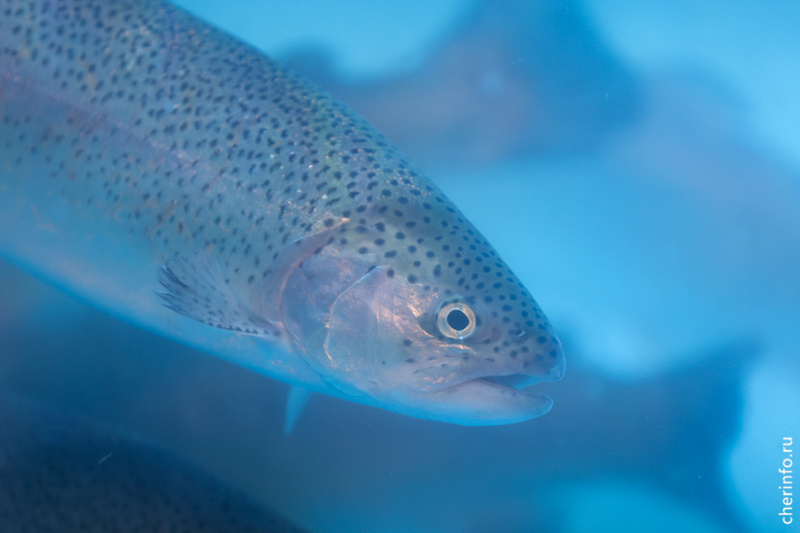    Рекорд покупатели поставили на первой большой осенней сельхозярмарке, которая прошла 13 сентября.