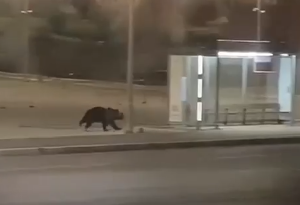    скриншот видео, размещённого в группе "Все Березники" ВКонтакте