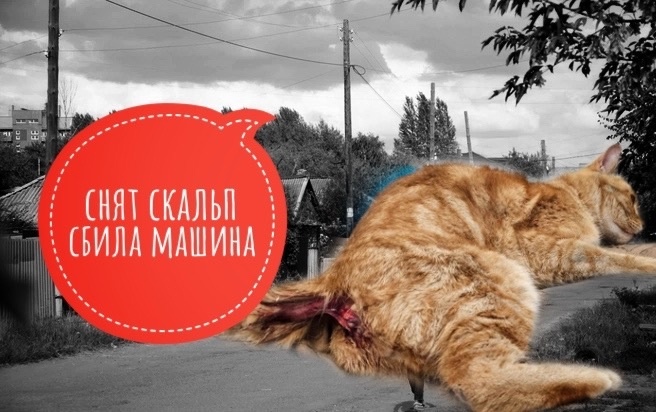 У котика серьезные раны, нам нужны помощь в спасении!