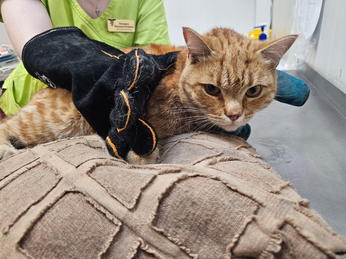 Пожалуйста, давайте не будем отбирать у Форда надежду... 