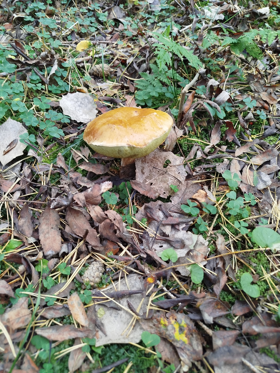 Уже не юный