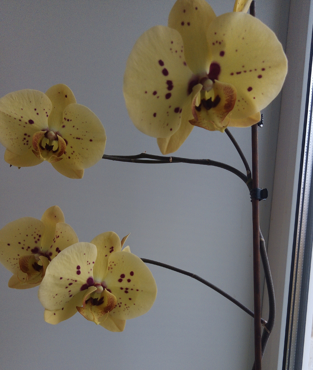 Это моя красотка