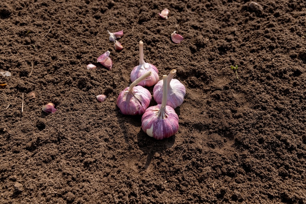 Источник фото shutterstock.com