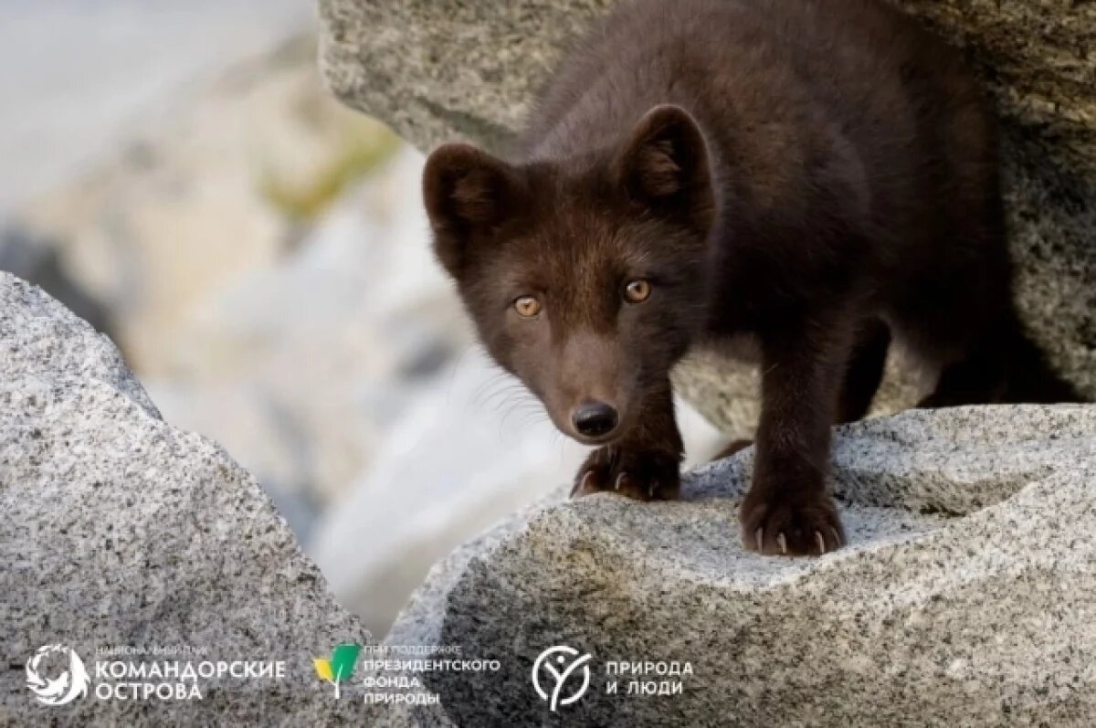    Ученые продолжают спасать на Командорах уникального медновского песца
