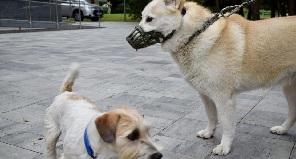    Министерство сельского хозяйства и продовольствия Московской области