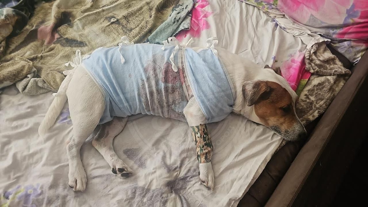    Фото: тг-канал Типичный Сочи